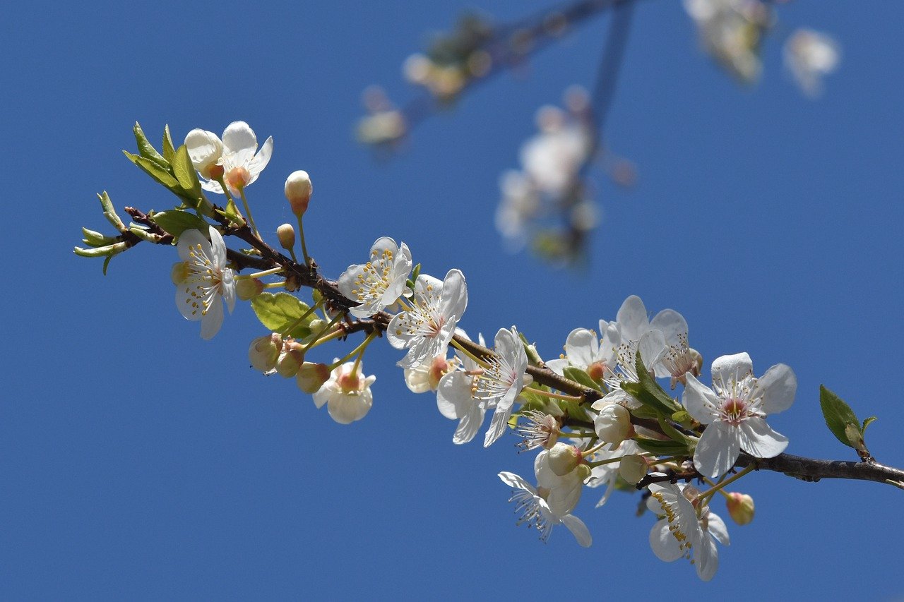 flowers, petals, tree-6131637 flowers, petals, tree